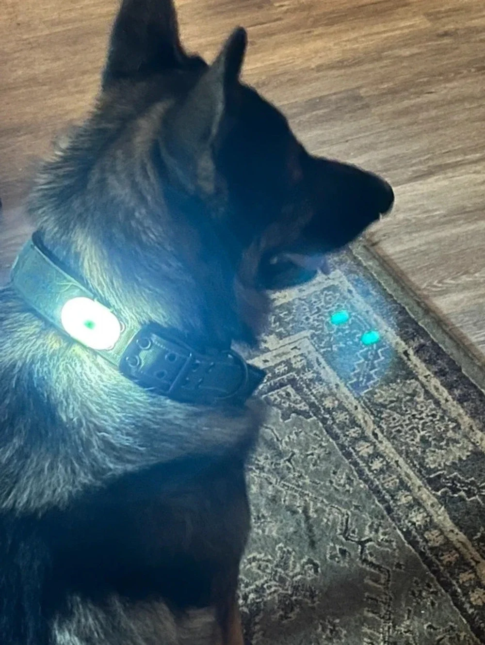 Dog waterproof collar light - I have 1 each, orange, blue, black, green, black